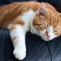 【獣医師コラム】『猫の暑熱順化』どうしたら愛猫を熱中症から守れるの ?
