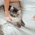 猫が飼い主と『添い寝』したいときにみせる仕草5選　寝る場所で異なる心理…