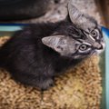 猫に『トイレトレーニング』を教えるときのポイント6つ　効果的な手順や注…