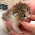 生後２週間の子猫を保護→可愛すぎて“天使”みたいだと思っていたら…まさか…