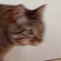 保護猫を家に迎えて21日目→近づいてきたと思ったら、次の瞬間…『まさかの…