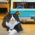 猫を乗せて走る『ダンボールカー』作ってみたら…まさかの光景が可愛す…