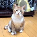 野良猫を保護して３日→家の中でお気に入りスポットが増え、そして…ま…