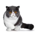 【獣医師監修】エキゾチックショートヘアの毛色には何種類？人気色や珍し…