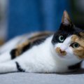 三毛猫のオスの確率が低い理由とそのエピソード