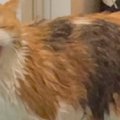 猫をお風呂で洗ったら……終わったあとに見せた『思わずニヤける行動』に４…
