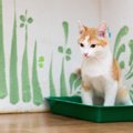 猫用トイレのトレーおすすめ人気ランキング10選、選び方など