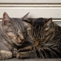 猫は『同居猫の死』が理解できる？残された猫の悲しみサイン5つと“仲間ロ…