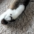 足に『う』の模様がある猫→体を見ていたら…９年越しに判明した『まさ…