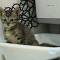 生後1ヶ月になった子猫達の夜のルーティン♪