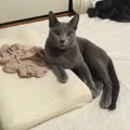 布団の争奪戦！猫が飼い主の枕を占領する9つの心理