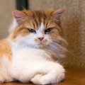 猫が「耐え難い」と感じる５つのこと