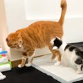 先住猫が『強気な新入り子猫』に怒られた結果…"タジタジ"に…