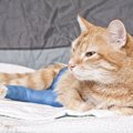 猫用ホットカーペットを使う時は低温やけどに注意！