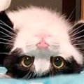 『かわいいので困っています』仰向けで転がる白黒ネコ…破壊力が高すぎ…