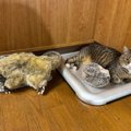 暑さから守りたい…涼しいところにぬいぐるみを運ぶ猫さんが話題「愛情…