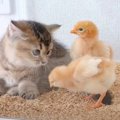 子猫がヒヨコの水槽に足を滑らせた結果…困ってる姿が可愛すぎて海外か…