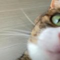 もっと欲しいニャ！おやつのおねだりがヤンチャすぎる猫くん♡