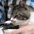 猫ちゃんにプレゼント♡猫用アイスのお味はいかが？