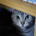 猫が大嫌いな『人の言葉』6選！嫌がる理由と変化する態度