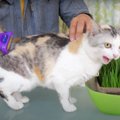 短毛猫ちゃんでもゴッソリ取れる♪換毛期のブラッシング