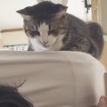 お父さんの前では甘えん坊な猫→息子の前では態度が一変して……「違いに…