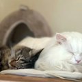 『もうシェルターには行かない』多頭飼育崩壊から保護された猫…先住猫のい…