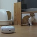 人気のないオモチャに奥の手！猫ちゃんは遊んでくれる？