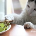 猫に『ぶどう』は絶対NG！理由と誤飲・誤食した場合の対処法も