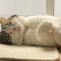 猫が心を許した時だけにする行動５つ