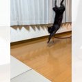 『逆立ち状態で着地した猫』が次の瞬間……信じられないほど『器用すぎる行…