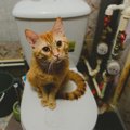 アパートで猫を飼う時の５つの注意点と飼い方