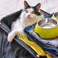 猫が「捨てられた」と誤解してしまう飼い主の行動5つ