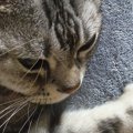 膝の上にいた猫ちゃん→飼い主さんが立とうとしたら、『次の瞬間』…か…