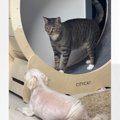全力疾走する猫→突然止まったかと思ったら…近くにいた犬に見せた『ま…