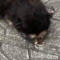 『道路に落ちていた』危険な状態の赤ちゃん猫を保護→お世話すると……劇的に…