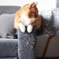 猫との生活で必要な『家具を守る』方法5選　傷んでしまう理由や起こり…