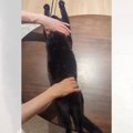 『猫の開きの作り方』撮ってみた結果…思わず目を疑う光景に爆笑の声「…