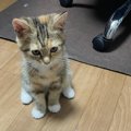 こんなにも小さかった子猫が、『１年後』になると…すてきなビフォーア…