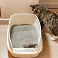 猫の『うんちが臭くなった』ときに疑われる原因6選　確認すべきポイン…