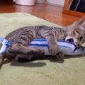 リアルさんまに大興奮！果敢に挑む勇敢な子猫ちゃん