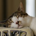 元々惚れてるけど♡愛猫に惚れ直す瞬間８選