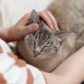 猫とのスキンシップ中にできる『顔の健康チェック』5つ　確認すべきポイン…
