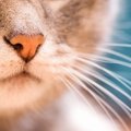 猫の『ヒゲ』が持っている重要な役割4選　知っておきたい知識や避ける…