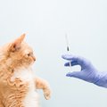 猫との暮らしの中で『洗濯ネット』が役立つ理由3つ　活用できるシーン…