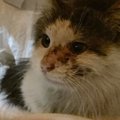ケガをしていた『生後半年ほどの猫』と出会い、保護した結果…家族になって…