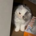 家での暮らしに慣れてきた子猫→飼い主が仕事から帰宅すると…尊すぎる『お…