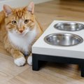 猫を『長寿にする食器』の特徴3つ