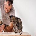 猫飼いDIY愛好家におすすめの『4つの手作りアイデア』　キャットウォーク…