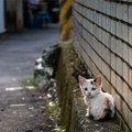 『野良猫』に絶対してはいけないNG行為4選　法律に反することも？適切…